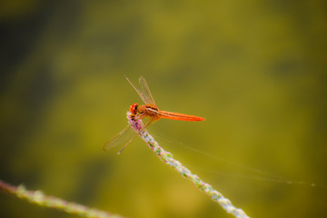 dragonfly on leaf