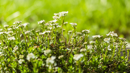 thyme flowers in the herb garden