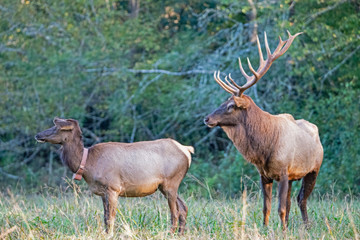 An Elk pair displaying matting behavior.