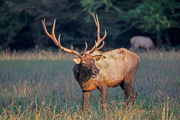 A massive bull Elk in late evening light.