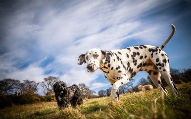 The Dalmatian