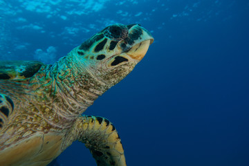 Obraz premium Hawksbill sea turtle in the Red Sea, dahab, blue lagoon sinai
