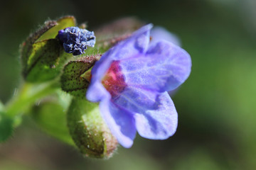 The unfurling spring bud, of a blue pulmonaria officinalis flower in extreme close up in a natural setting. With copy space.