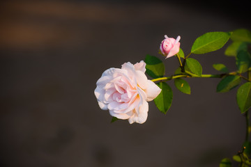 Naklejka na ściany i meble rose pink flower