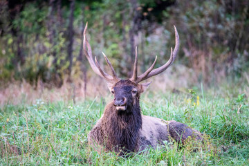 Bull Elk lying in green grass watching.