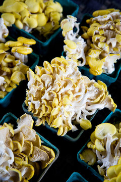 Rows of edible yellow oyster mushrooms in boxes at farmers market
