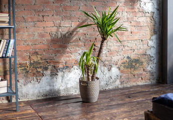 Palm in a wicker pot on the background of a red brick wall in the interior