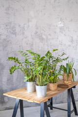 Potted plants on a wooden table in the interior