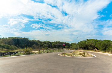 parking of the pine forest