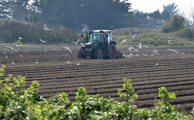 French farm tractor and blackhead gulls