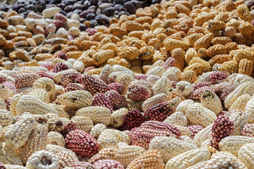 Fototapeta premium Andean Corn heap