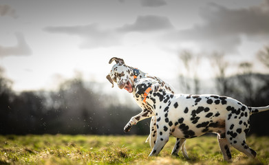 The Dalmatian