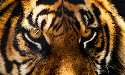 Tiger eyes