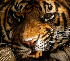 portrait of a tiger