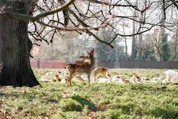 herd of fallow deer