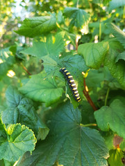 Caterpillar on sheet.