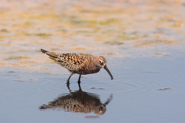 piovanello (Calidris ferruginea) riflesso nell'acqua dello stagno
