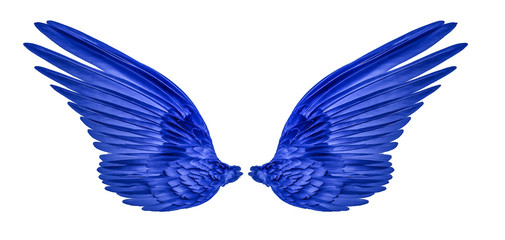 blue wings of bird on white  background