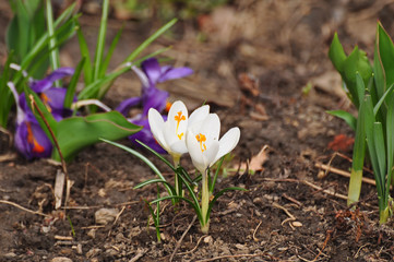 Blossoming crocuses in March