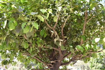 Close up de arbol de hojas pequeñas verdes y amarillas con ramas cafes