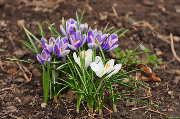 Blossoming crocuses in March