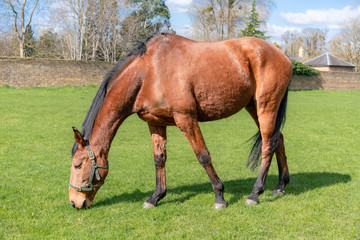 horse eating green grass