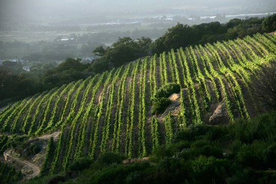 Sunrise in the Paarl region of the Winelands of South Africa during early autumn.