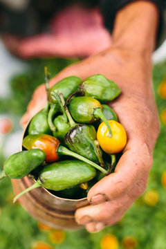 Person holding cup of fresh chili peppers