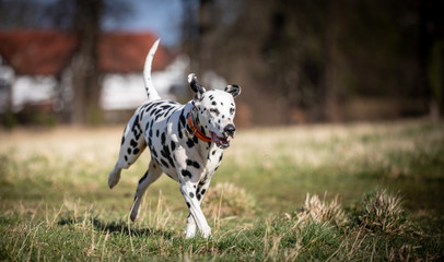 The Dalmatian