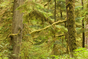 Old growth rainforest in Pacific Rim National Park, Vancouver Island, British Columbia, Canada.