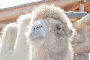 camel at the zoo