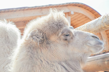 camel at the zoo