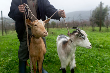 Goats are unleashed by a man in northern Portugal.