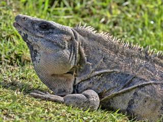 Black iguana, Ctenosaura similis, is a massive lizard, residing mostly on the ground, Belize