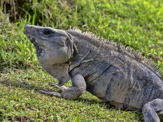  reptile,america,animal,beautiful,belize,black,blue,body,caribbean,caye caulker,central,central america,claw,close up,closeup,concrete wall,costa,ctenosaur,ctenosaura,ctenosaura similis,exotic,fast,fa