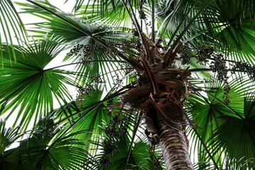 Tropical summer of palm tree in the garden