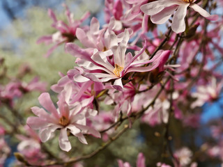Magnolia blossoms in spring outside