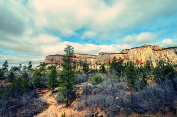 Zion National Park Utah white stone cliffs and pine tress