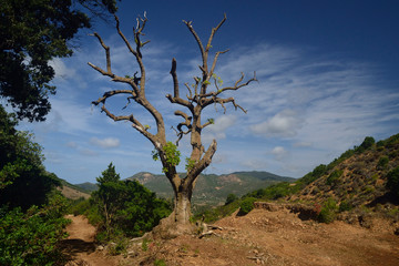 Fototapeta na wymiar Esemplare di albero Phytolacca Dioica