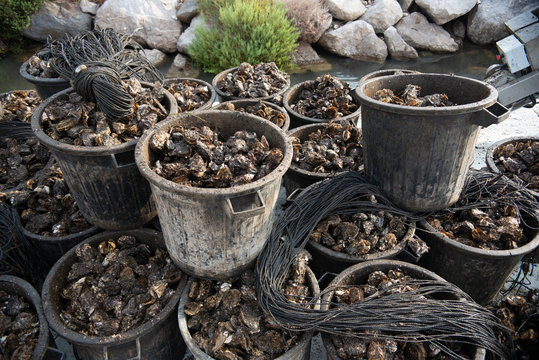 Buckets of dead oysters at oyster farm, Marseillan, Herault, France