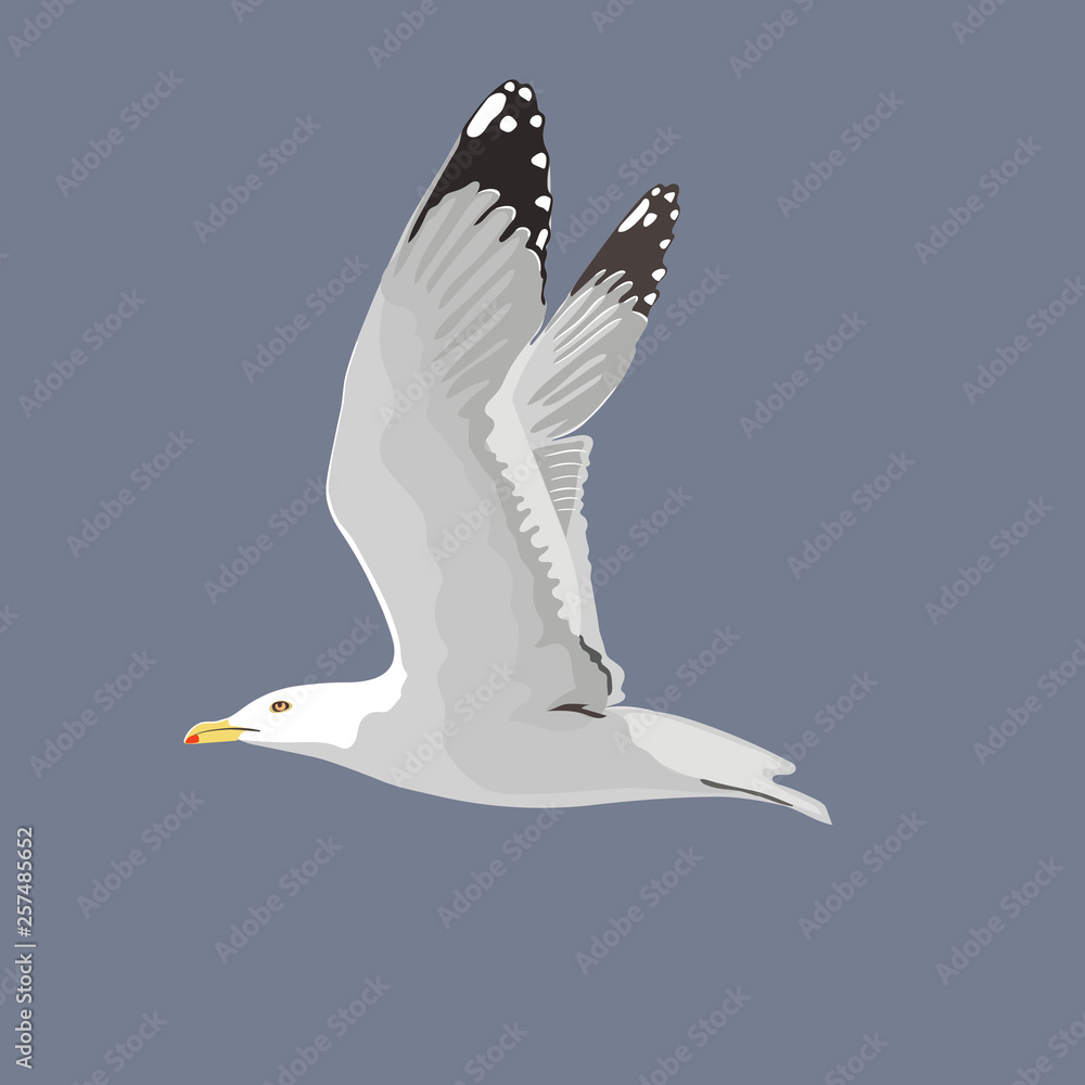 Wall mural The common seagull mew gull European herring gull. Vector illustration. Element for your design. Flying bird, white feathers,