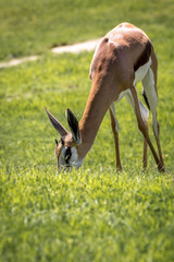South African Springbok grazing on a green pasture / field