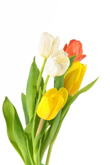 Tulips mixed colors on white background