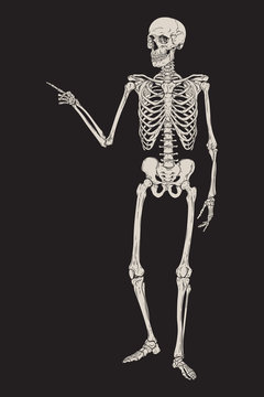 Human skeleton posing isolated over black background vector illustration. Hand drawn gothic style placard, poster or print design.