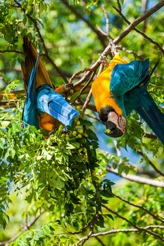 Blue-and-yellow macaws (Ara ararauna) feeding on tree fruits in Cerrado vegetation, Alto Paraiso, Goias, Brazil