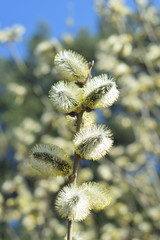 Blooming willow - closeup