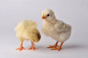 Two cute chicken isolated on a gray background