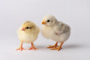 Two cute chicken isolated on a gray background