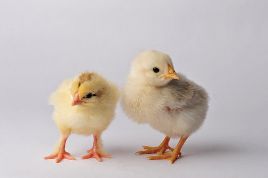 Two cute chicken isolated on a gray background