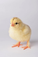 Cute yellow chicken isolated on a gray background